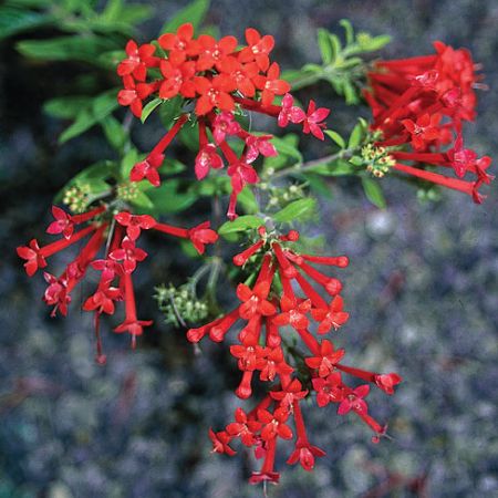 Bouvardia ternifolia